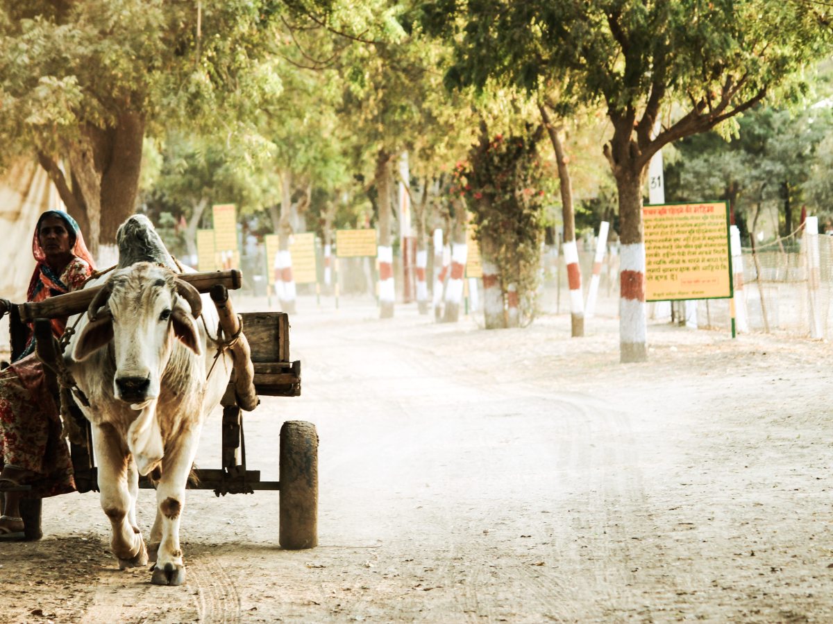 Nota rimada. 17. Los bueyes no son de lidia. Maclovio&nbsp;Fernández