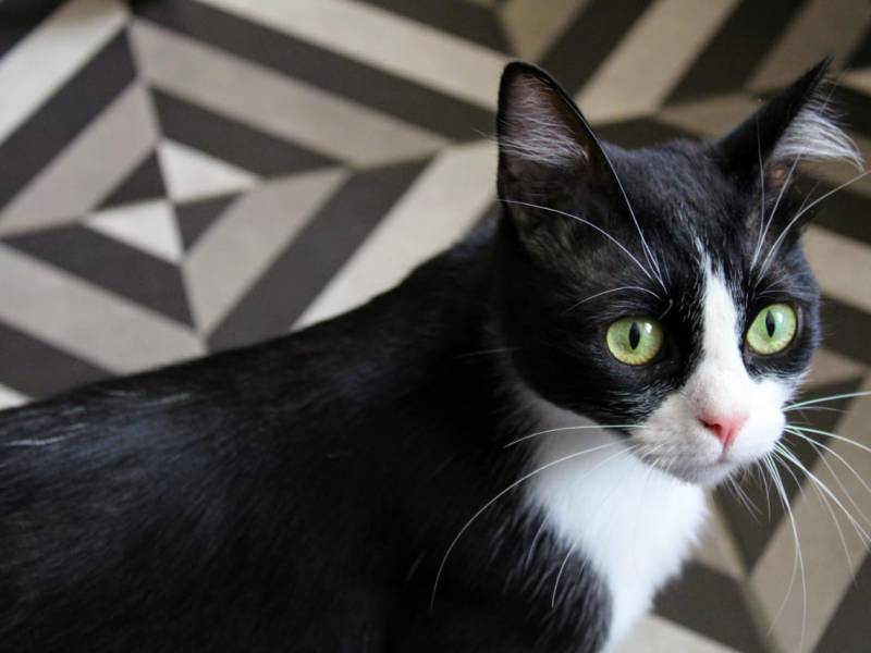 La cuarta pared. 5.&nbsp;Gatuna