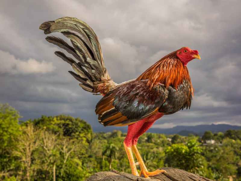 Nota rimada. 2. Danzón dedicado a. Maclovio&nbsp;Fernández