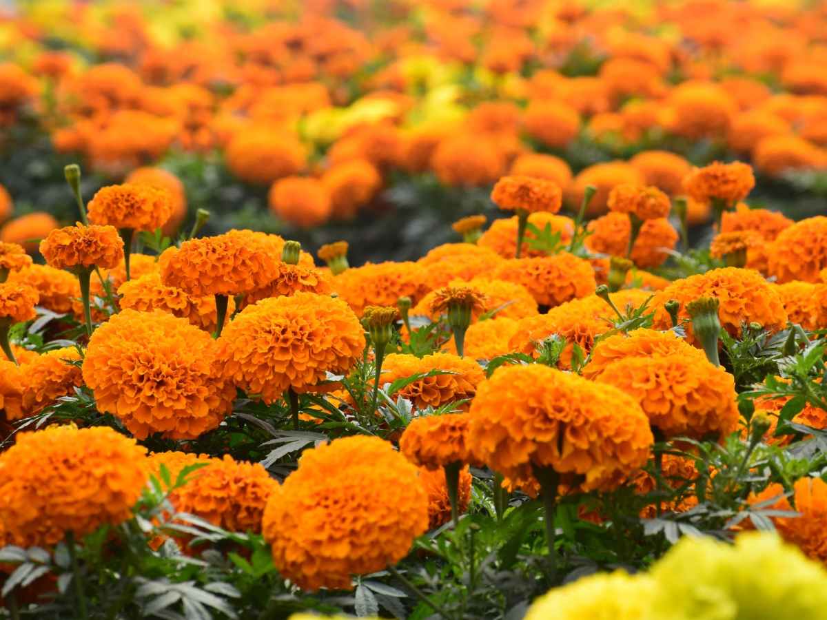 Nota muerta. Calaveritas 1. Maclovio&nbsp;Fernández