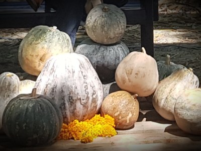 Nota muerta. Calaveritas 12. Maclovio&nbsp;Fernández