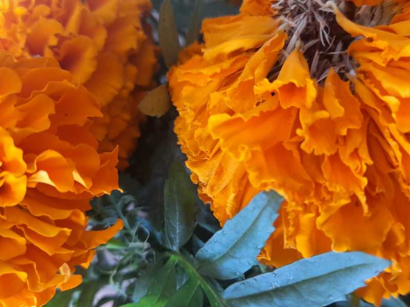 Nota muerta. Calaveritas 13. Maclovio&nbsp;Fernández