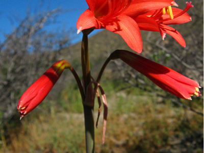 Cajón de rubores. 35. Crónicas 13. Antonio&nbsp;Florido