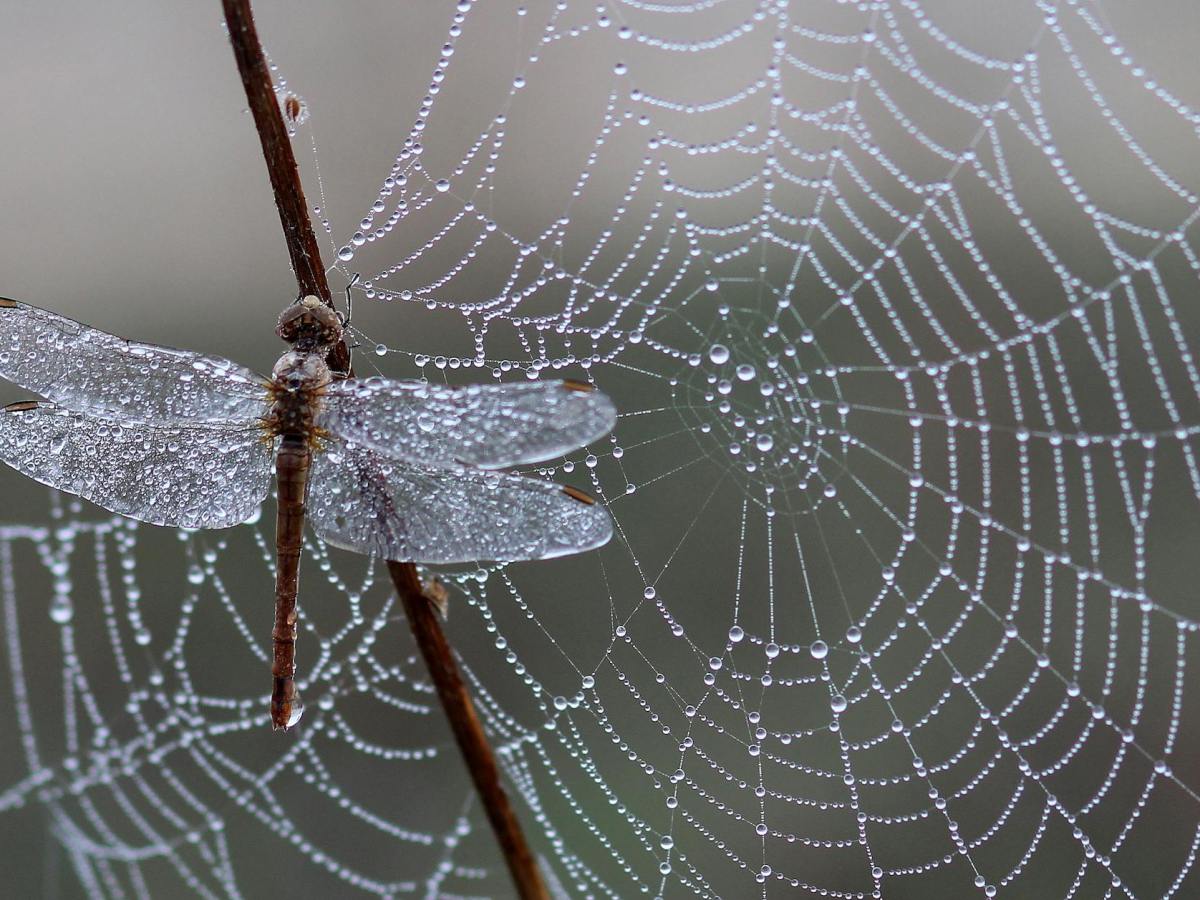 Nota rimada. 21. Imitación, copia o plagio. Maclovio&nbsp;Fernández