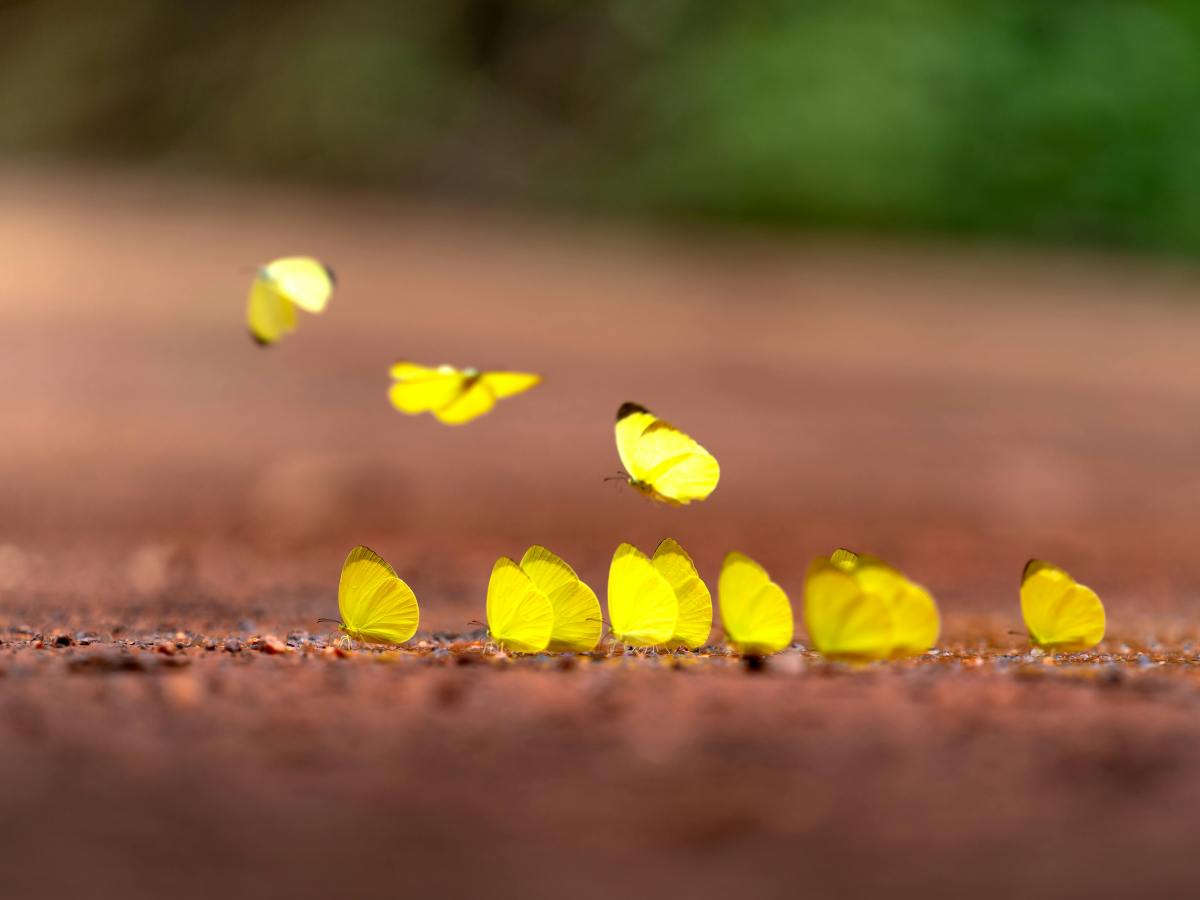 Voces ensortijadas 239. Mariposas en verano. María Gabriela López&nbsp;Suárez