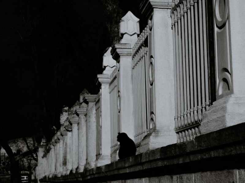 Universo breve. 22. Todas las niñas deberían tener un gato. Damaris&nbsp;Disner