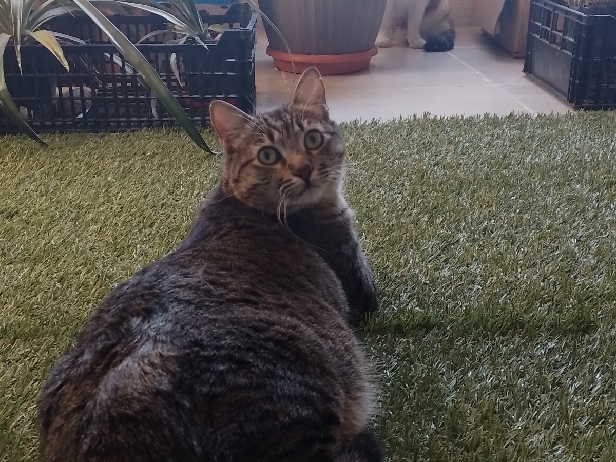 Voces ensortijadas 266. Miércoles, el consentido. María Gabriela López&nbsp;Suárez