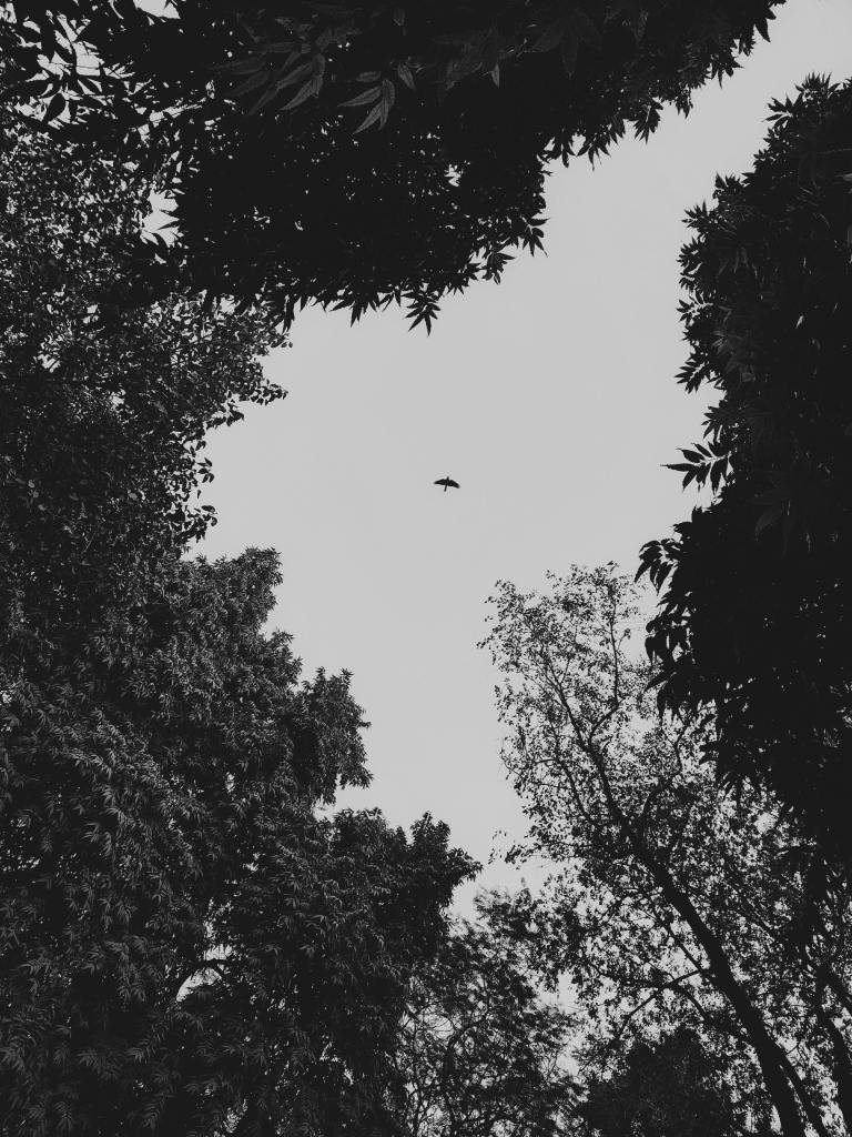 Photo by Anshu Kumar: https://www.pexels.com/photo/monochrome-view-of-trees-and-bird-in-flight-30676145/