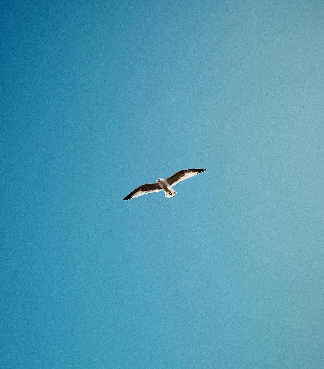 Fotografía: Lisa Fotios: https://www.pexels.com/photo/seagull-soaring-in-a-clear-blue-sky-30924433/