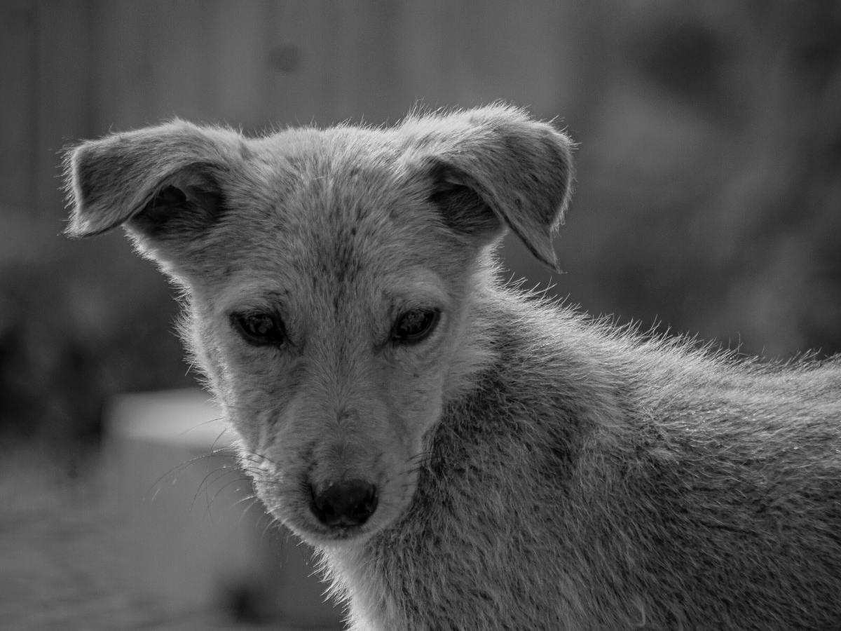 Voces ensortijadas 265. En busca de un hogar. María Gabriela López&nbsp;Suárez