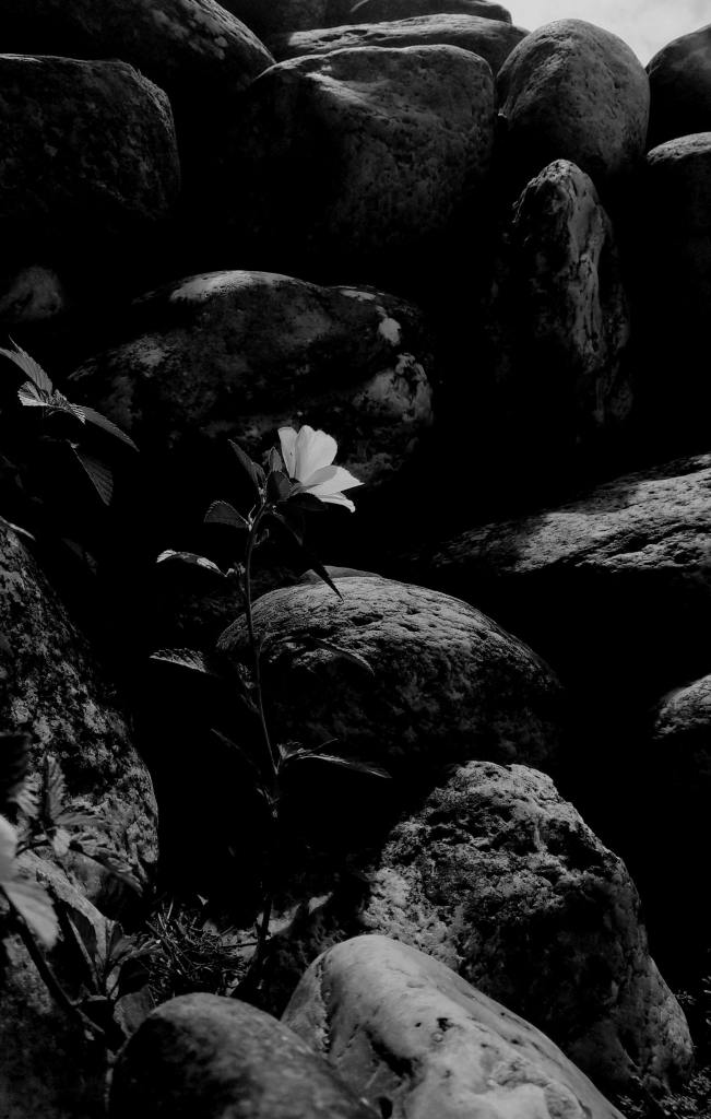 Fotografía: Grace Suzuki: https://www.pexels.com/photo/single-flower-blooming-among-rocks-23020506/