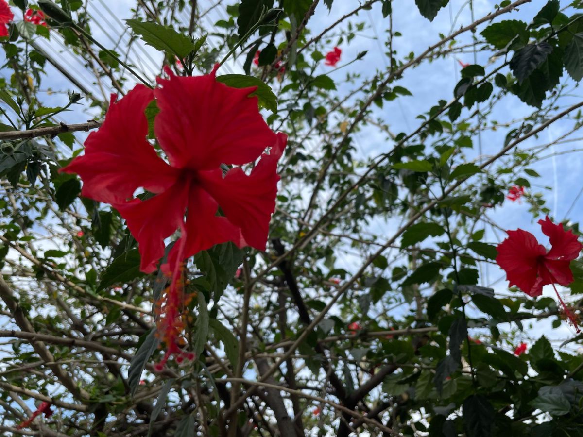 Voces ensortijadas 274. Algodones en primavera. María Gabriela López&nbsp;Suárez