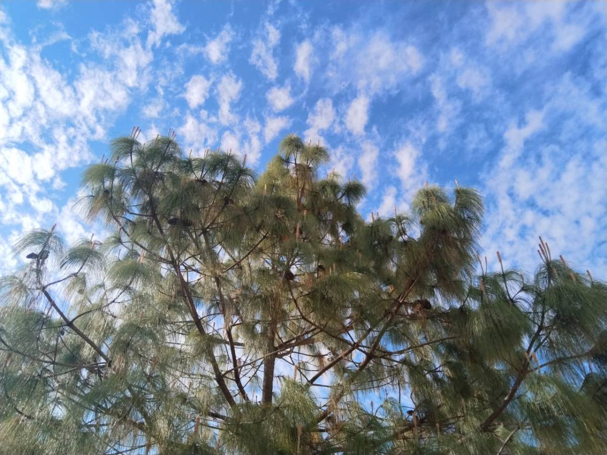 Voces ensortijadas 273. Danzar la vida. María Gabriela López&nbsp;Suárez