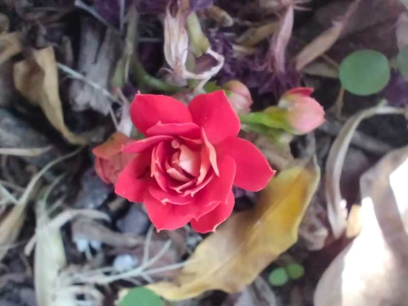 Voces ensortijadas 277. El jardín en la casa. María Gabriela López&nbsp;Suárez