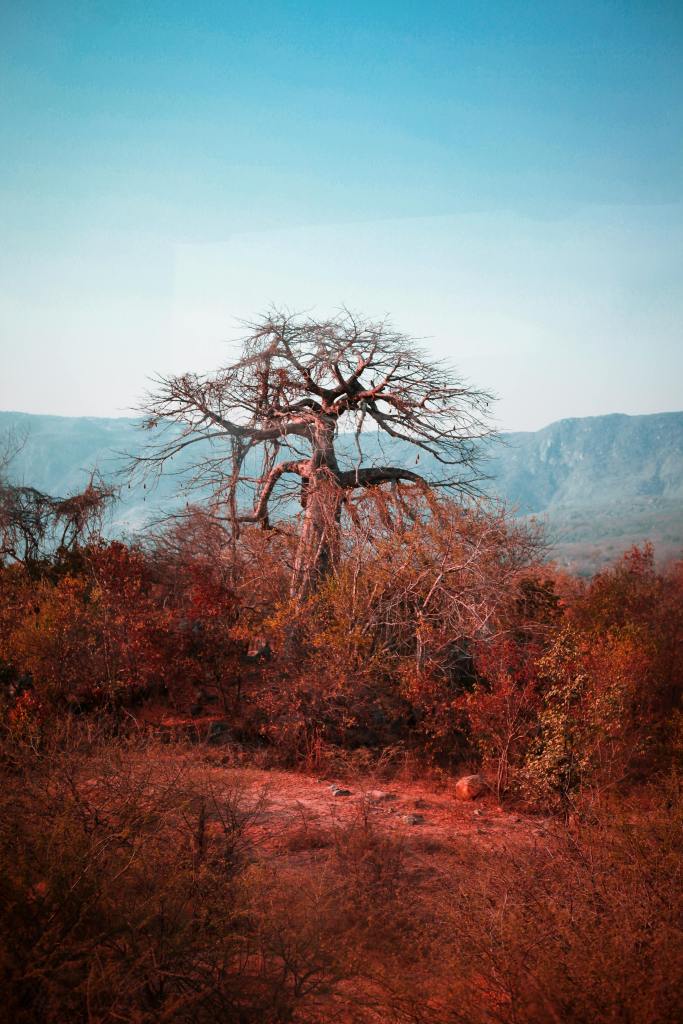 Fotografía: Heibby Cris Marvel: https://www.pexels.com/photo/photo-of-bare-tree-near-plants-3095646/