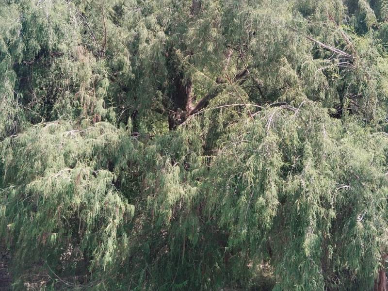 Voces ensortijadas. 287. Acompañada por la naturaleza. María Gabriela López&nbsp;Suárez