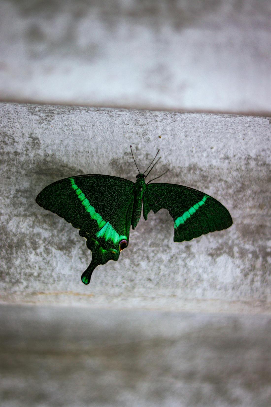 Fotografía: Alwin Suhas: https://www.pexels.com/photo/close-up-of-a-banded-peacock-butterfly-with-a-broken-wing-19863834/