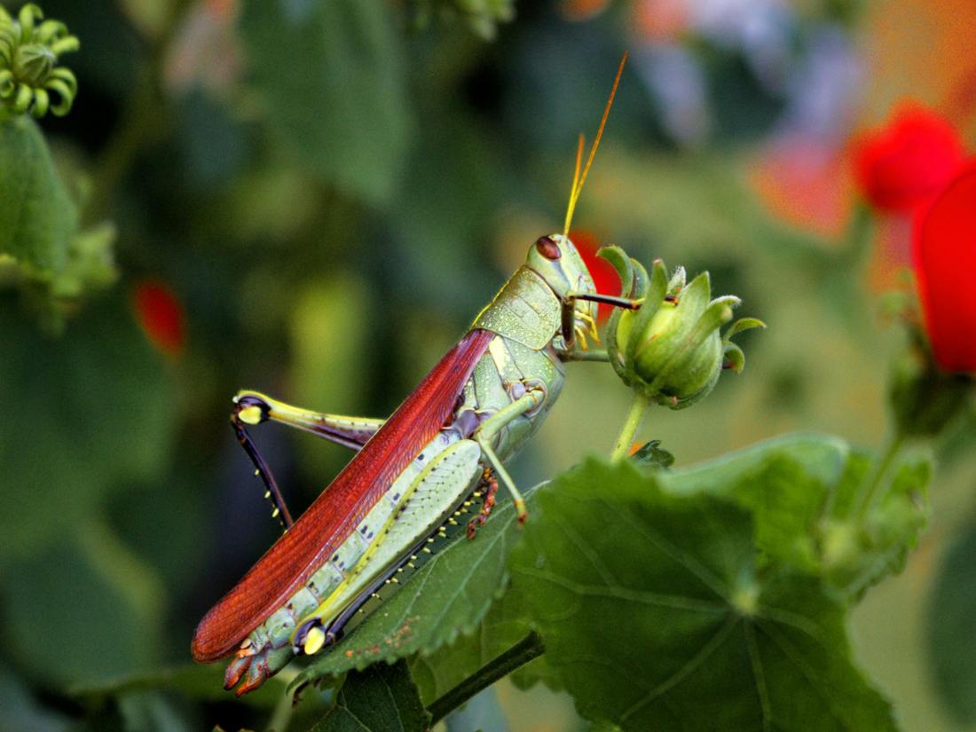 Fotografía: Marcus Goodman: https://www.pexels.com/photo/close-up-of-a-grasshopper-sitting-on-a-flower-19840359/