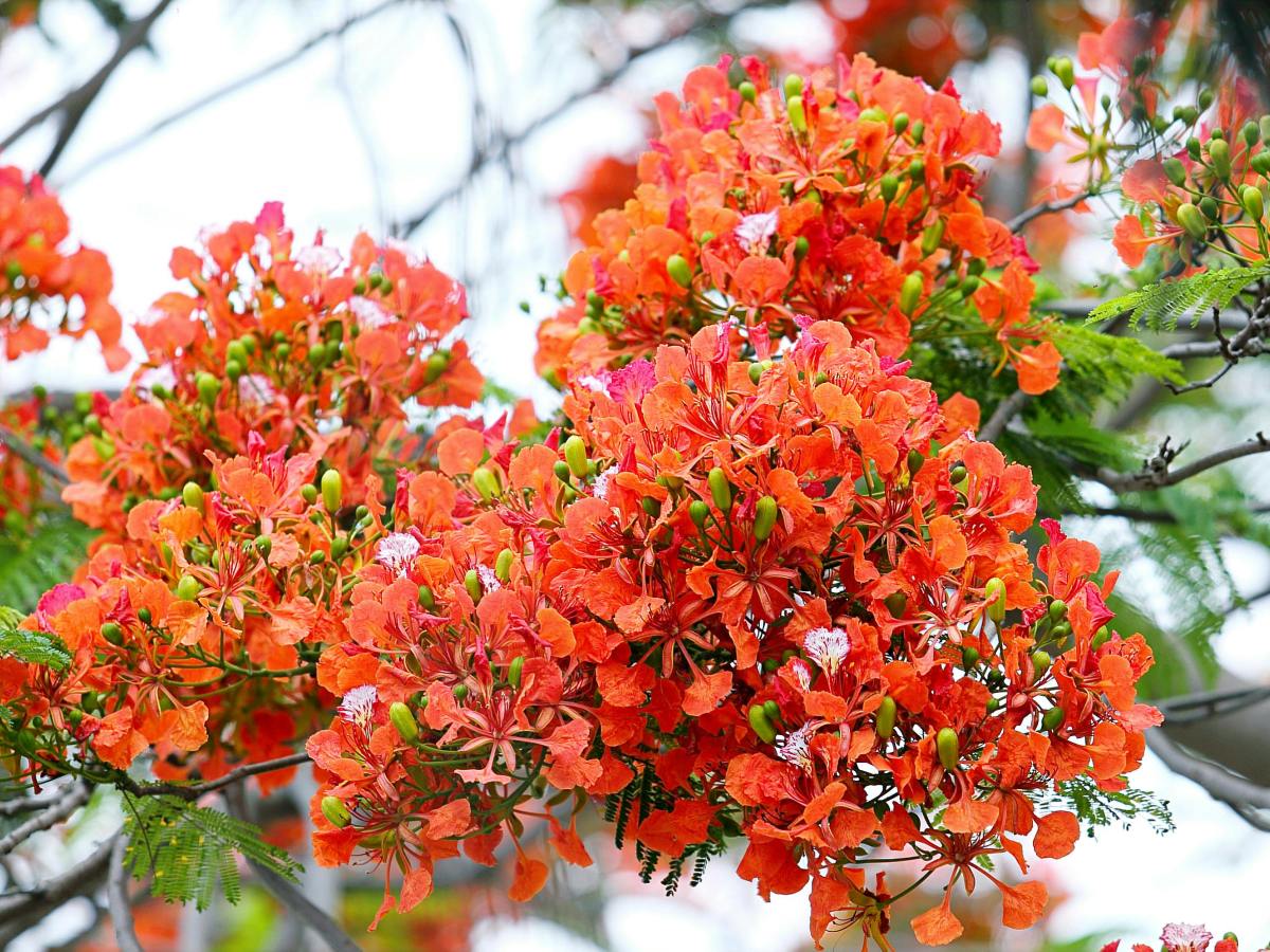 Voces ensortijadas. 298. Atardecer en otoño. María Gabriela López&nbsp;Suárez