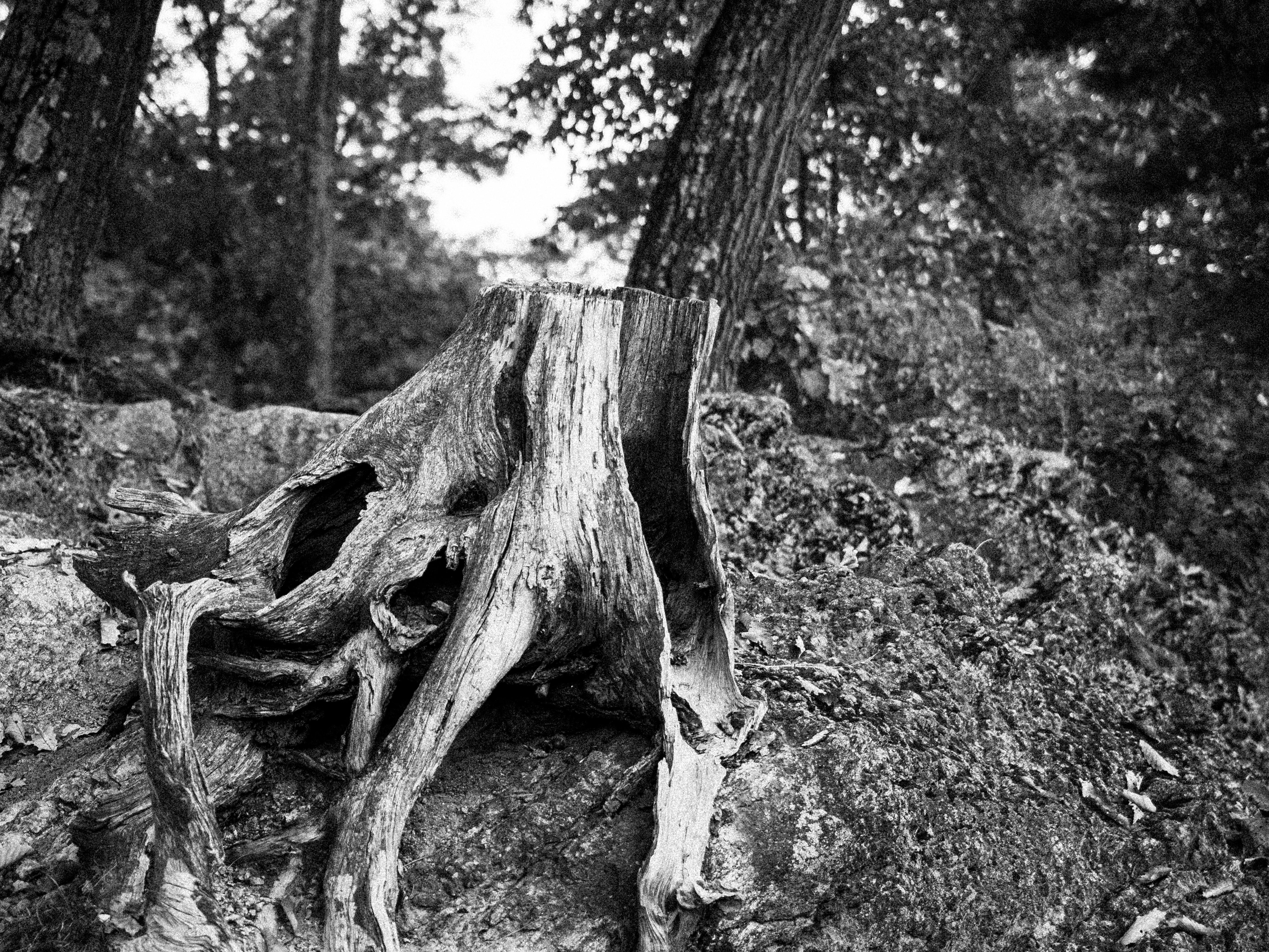 Foto de Eliezer Muller: https://www.pexels.com/es-es/foto/tocon-de-arbol-blanco-y-negro-en-el-bosque-34684951/