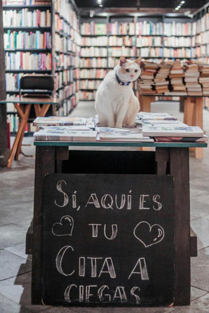 Photo by Marco  Carmona : https://www.pexels.com/photo/cozy-bookstore-with-cat-and-chalkboard-sign-29380479/