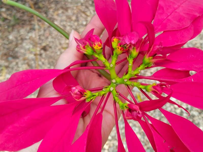 Voces ensortijadas. 310. Entre gratitud y abrazos. María Gabriela López&nbsp;Suárez