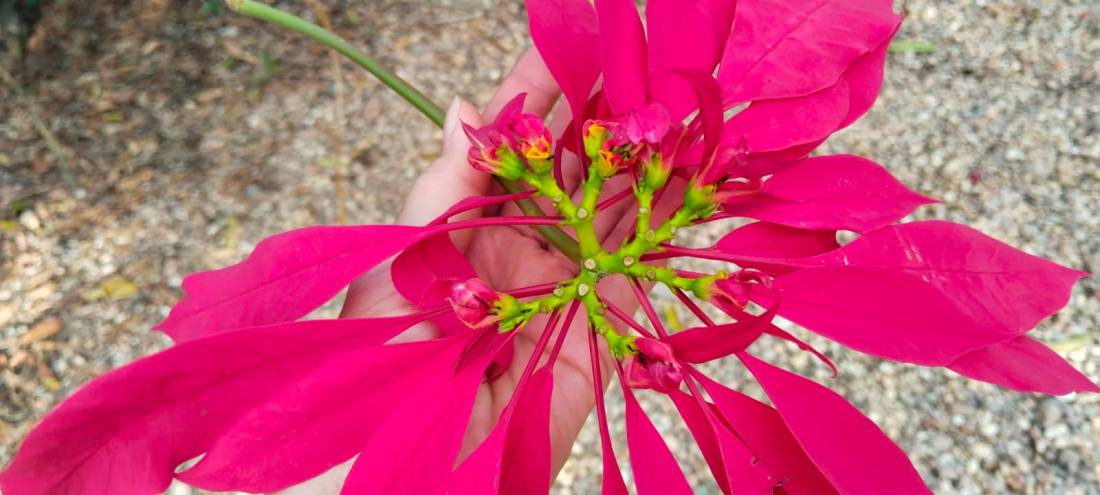 La fotografía es de MGLS.