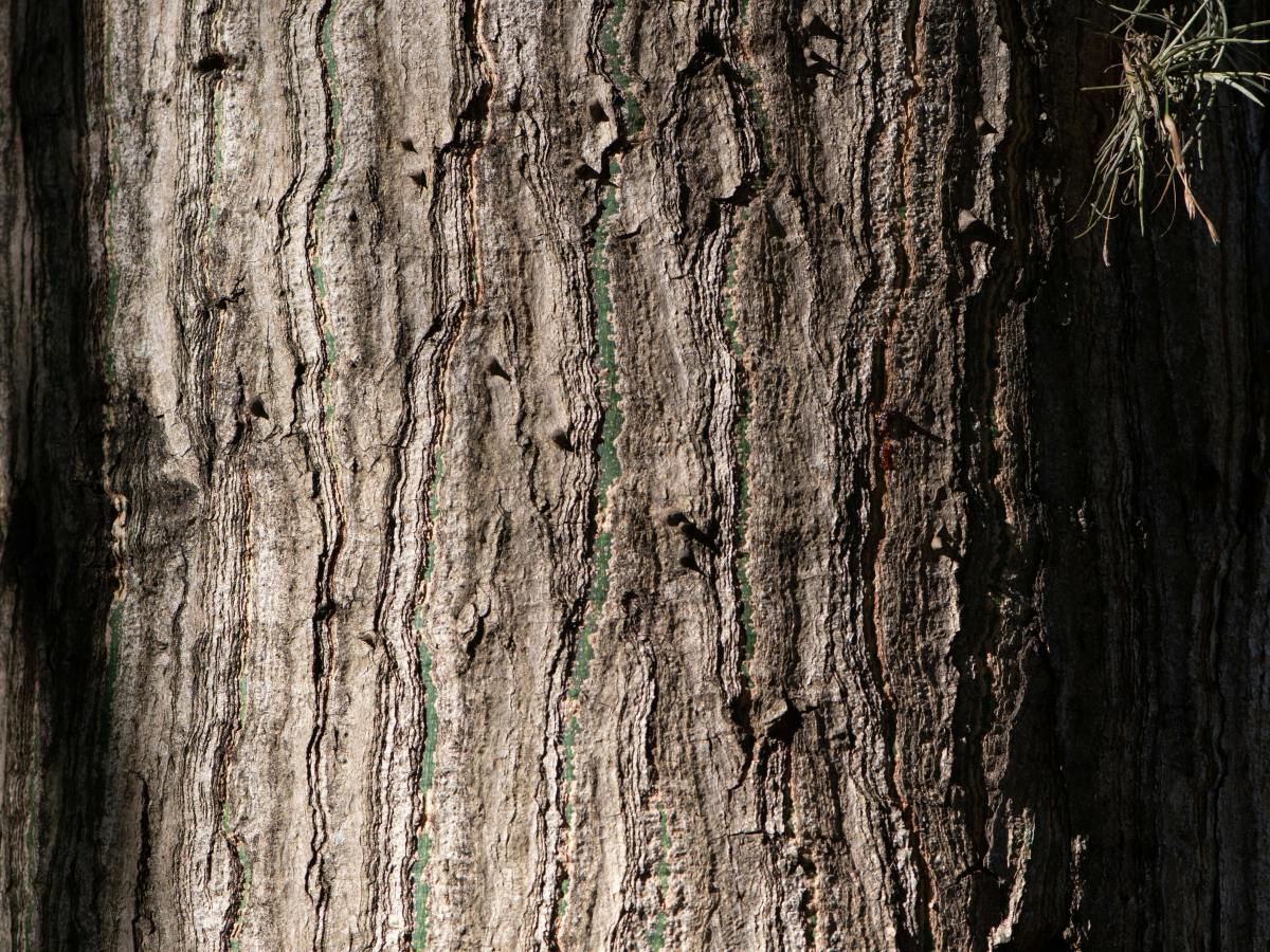 Voces ensortijadas. 313. Danzar al compás del viento. María Gabriela López&nbsp;Suárez
