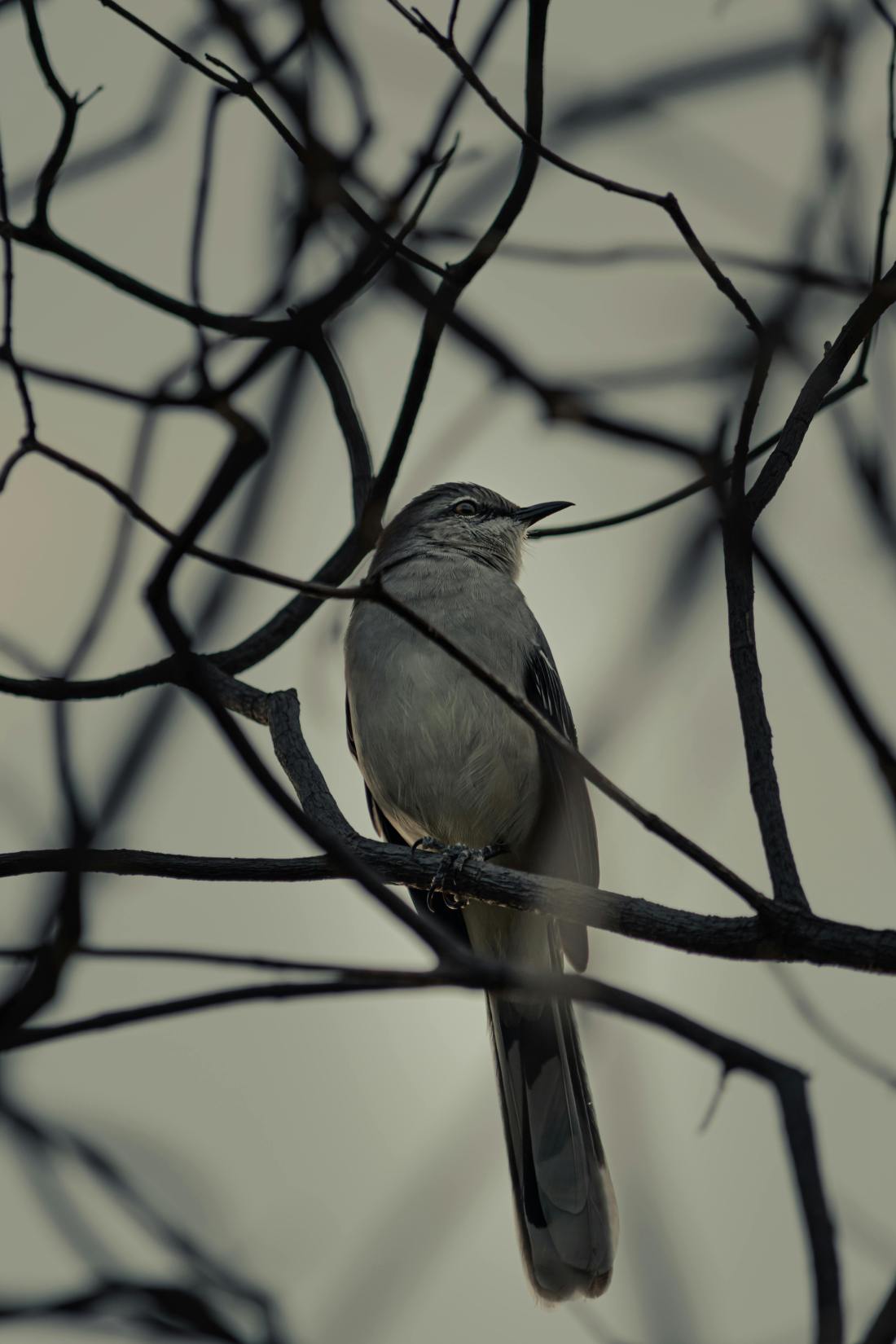 Fotografía de José Andrés Pacheco Cortes: https://www.pexels.com/photo/a-cardinal-perched-on-a-branch-5772422/