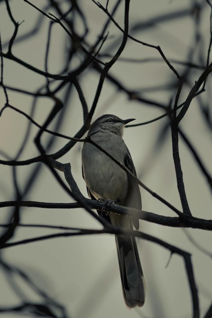 Fotografía de José Andrés Pacheco Cortes: https://www.pexels.com/photo/a-cardinal-perched-on-a-branch-5772422/