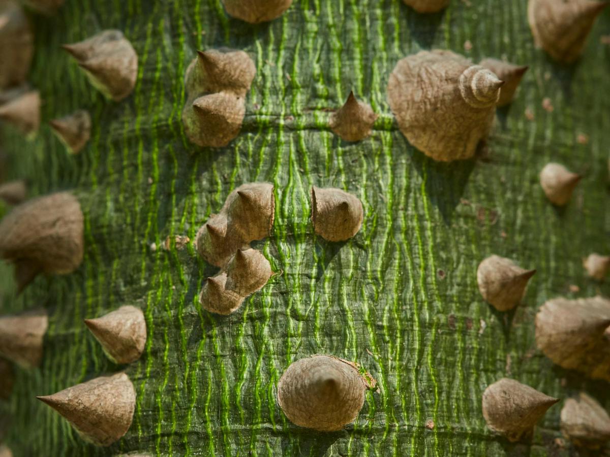 Voces ensortijadas. 316. Renovarse como una ceiba. María Gabriela López&nbsp;Suárez