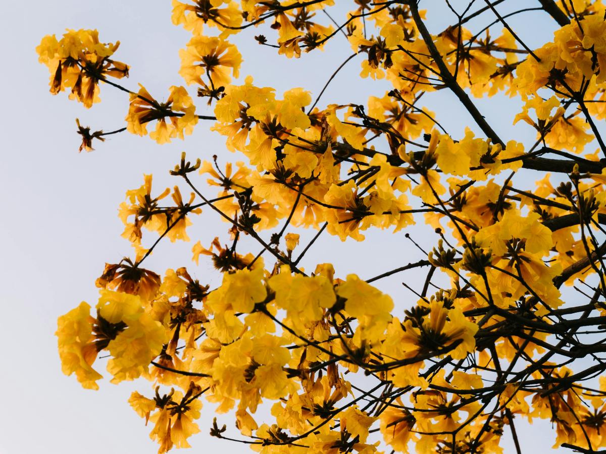 Voces ensortijadas. 322. Bienvenida primavera. María Gabriela López&nbsp;Suárez