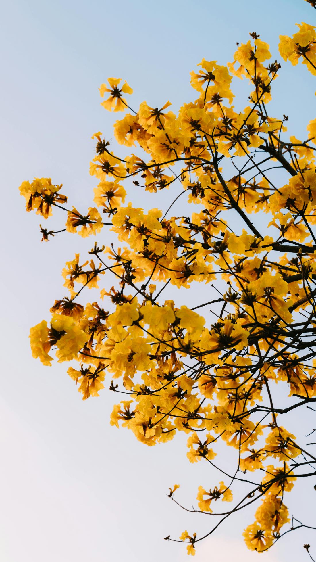 Photo by Hòa Lê Đình: https://www.pexels.com/photo/yellow-blossoms-against-clear-blue-sky-36583581/