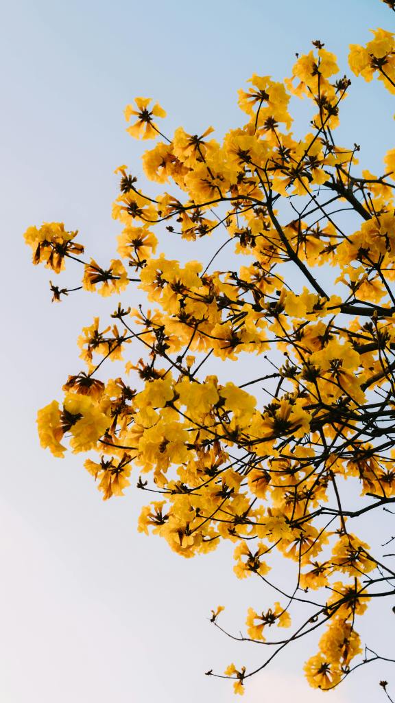 Photo by Hòa Lê Đình: https://www.pexels.com/photo/yellow-blossoms-against-clear-blue-sky-36583581/