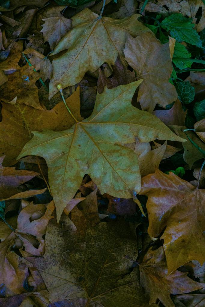 Photo by Valentin Cvetanoski: https://www.pexels.com/photo/golden-autumn-leaves-in-ohrid-north-macedonia-34912276/