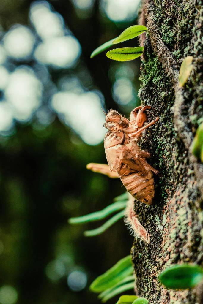 Photo by G. Cortez: https://www.pexels.com/photo/brown-insect-on-tree-6162133/