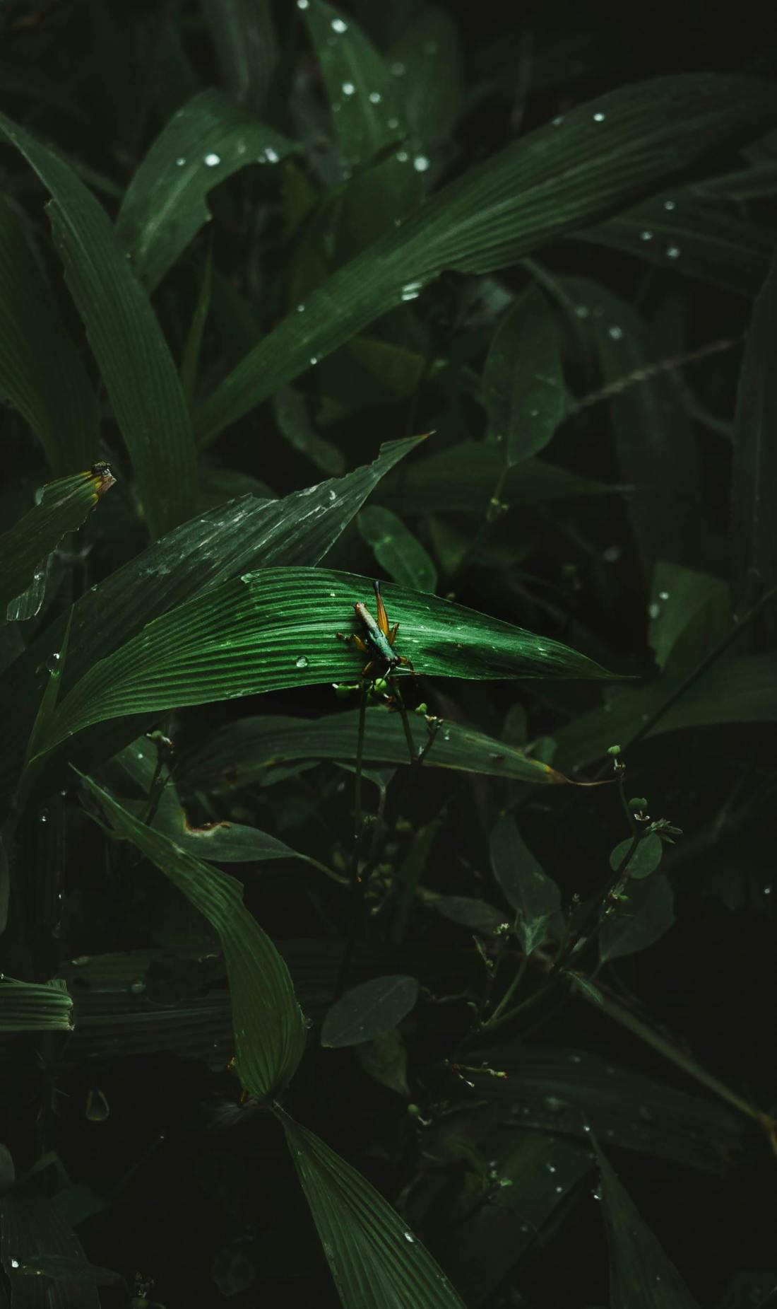 Photo by rakhmat suwandi: https://www.pexels.com/photo/grasshopper-on-dewy-green-leaves-in-darkness-36077121/