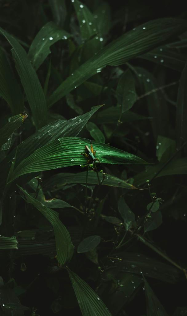 Photo by rakhmat suwandi: https://www.pexels.com/photo/grasshopper-on-dewy-green-leaves-in-darkness-36077121/