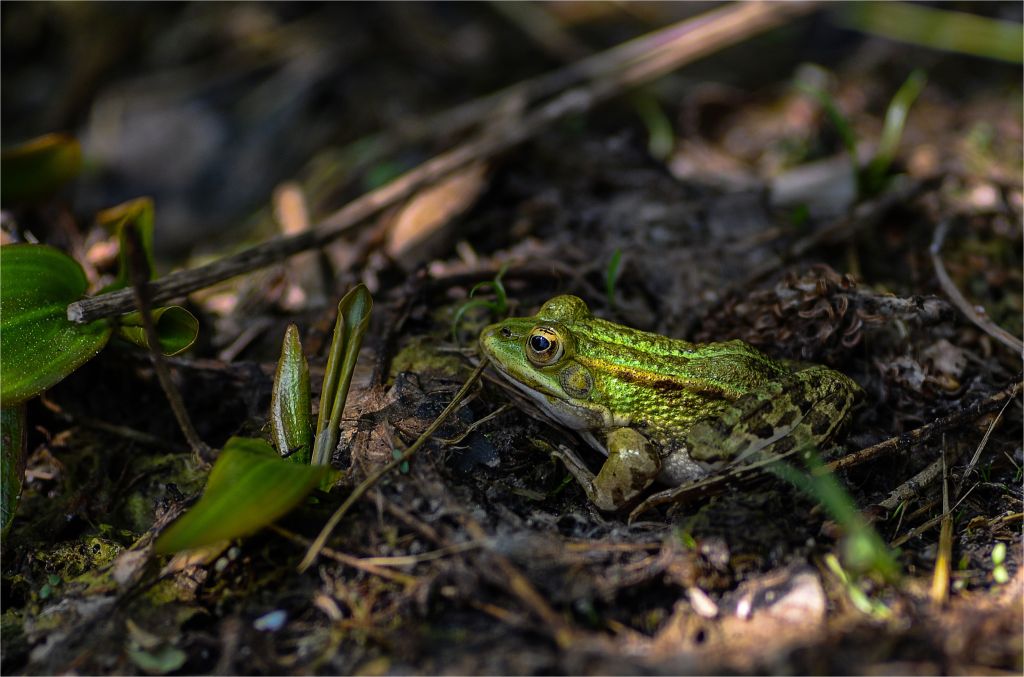 Photo by giovanni: https://www.pexels.com/photo/frog-on-ground-17052566/