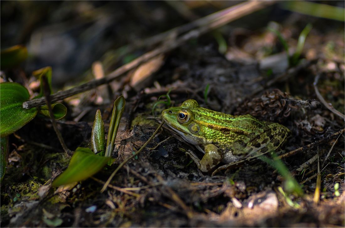 Photo by giovanni: https://www.pexels.com/photo/frog-on-ground-17052566/