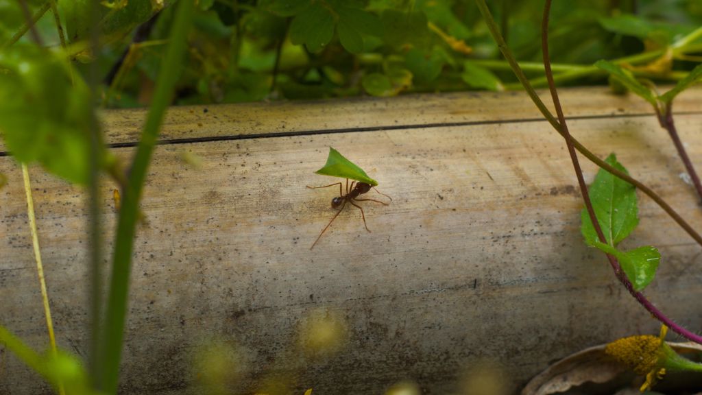 Photo by Juan J. Morales-Trejo: https://www.pexels.com/photo/leafcutter-ant-carrying-leaf-across-branch-36631972/