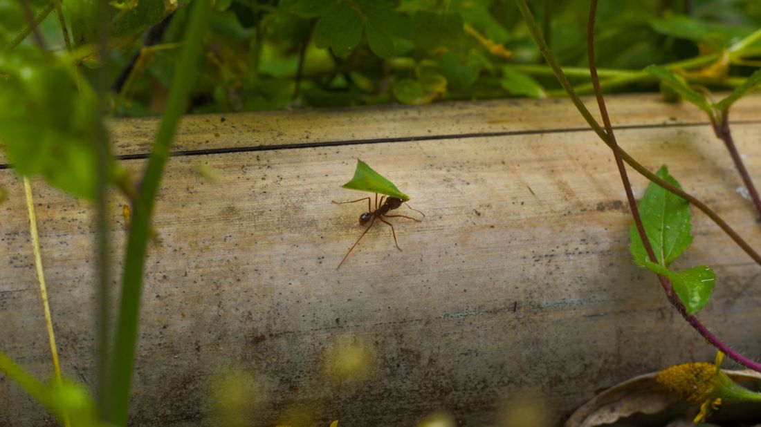 Photo by Juan J. Morales-Trejo: https://www.pexels.com/photo/leafcutter-ant-carrying-leaf-across-branch-36631972/