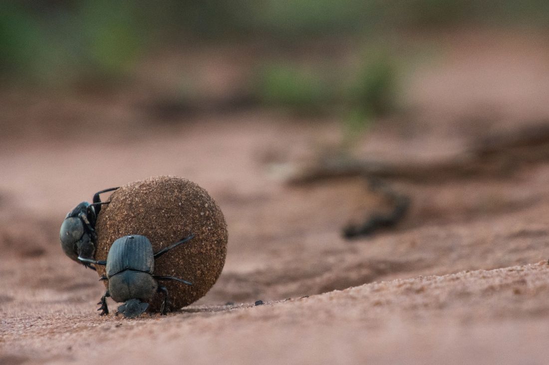 Photo by Tom Christensen: https://www.pexels.com/photo/close-up-of-dung-beetles-rolling-a-dung-ball-outdoors-32622809/