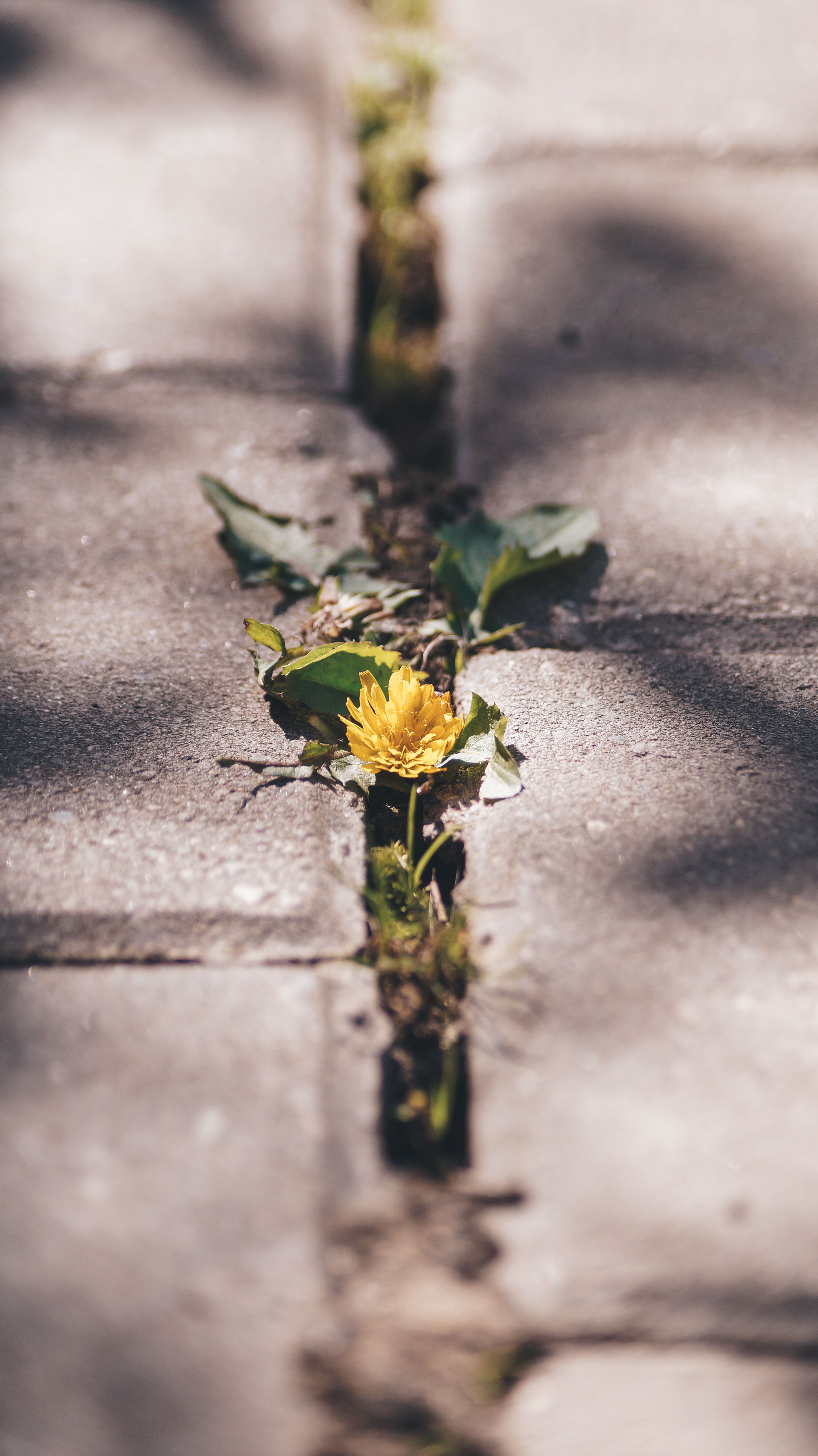 Photo by Дмитрий Рощупкин : https://www.pexels.com/photo/yellow-flower-between-bricks-8040257/