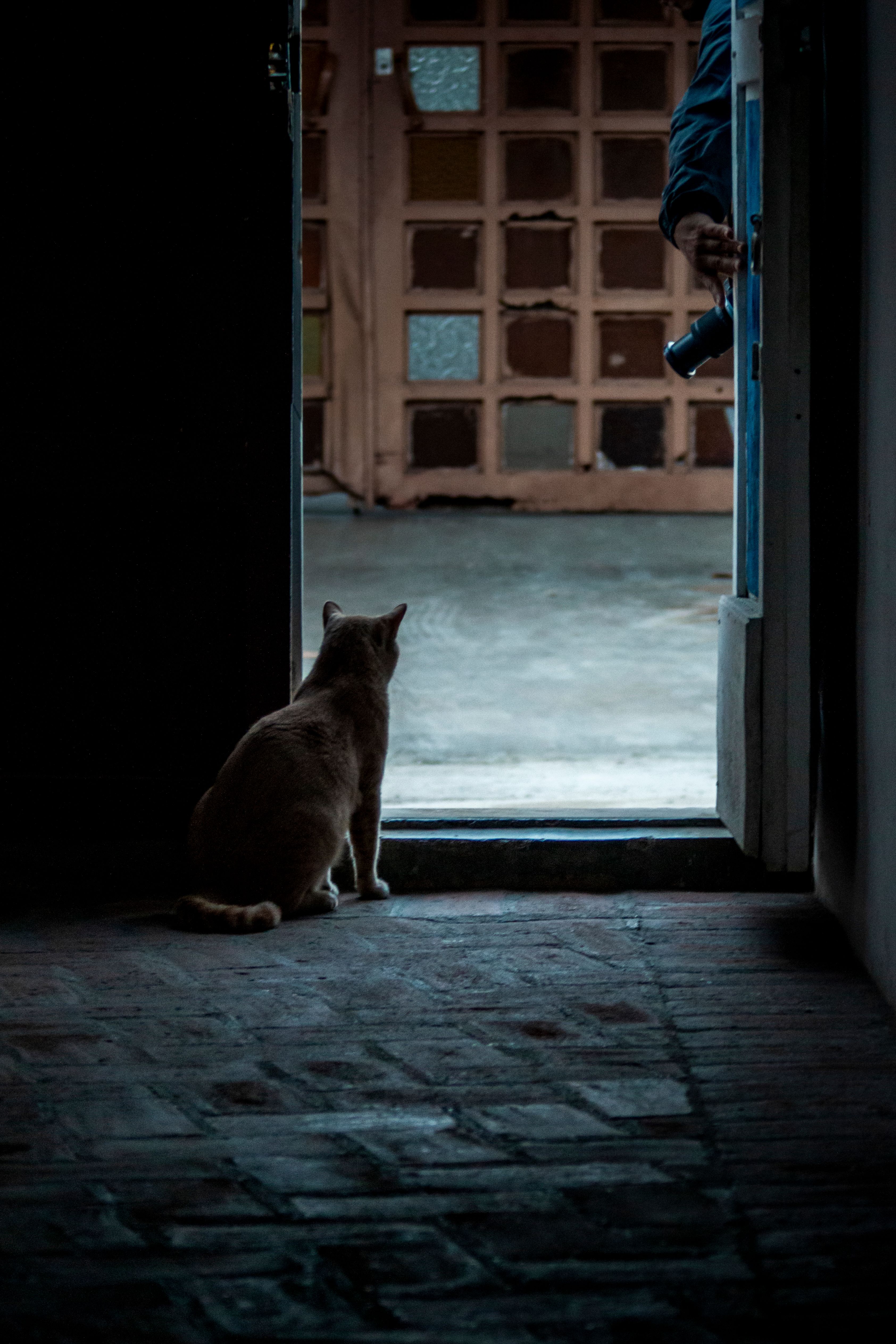 Photo by Alexander gomez: https://www.pexels.com/photo/cat-looking-out-through-the-door-of-a-dark-interior-20625620/