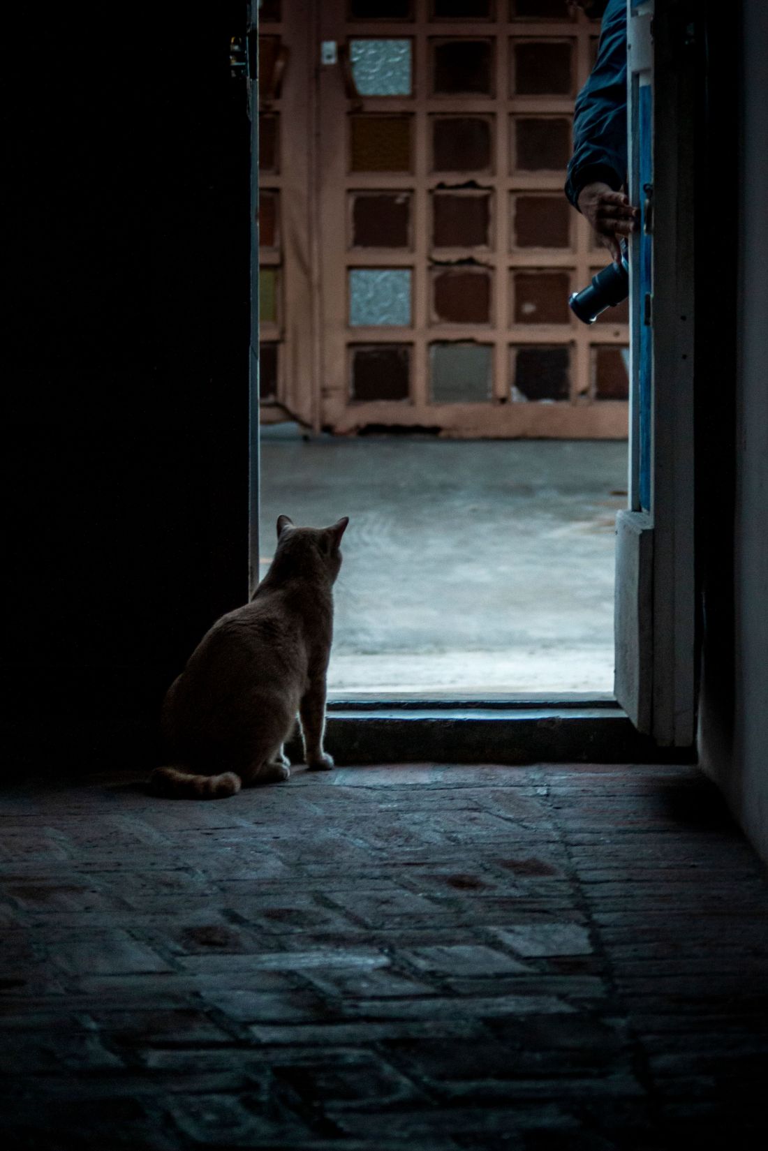 Photo by Alexander gomez: https://www.pexels.com/photo/cat-looking-out-through-the-door-of-a-dark-interior-20625620/