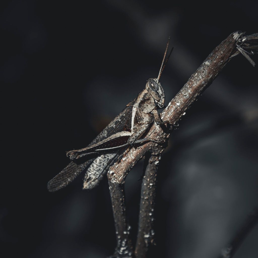 Photo by Fernando Maidana: https://www.pexels.com/photo/grasshopper-on-branch-24551190/
