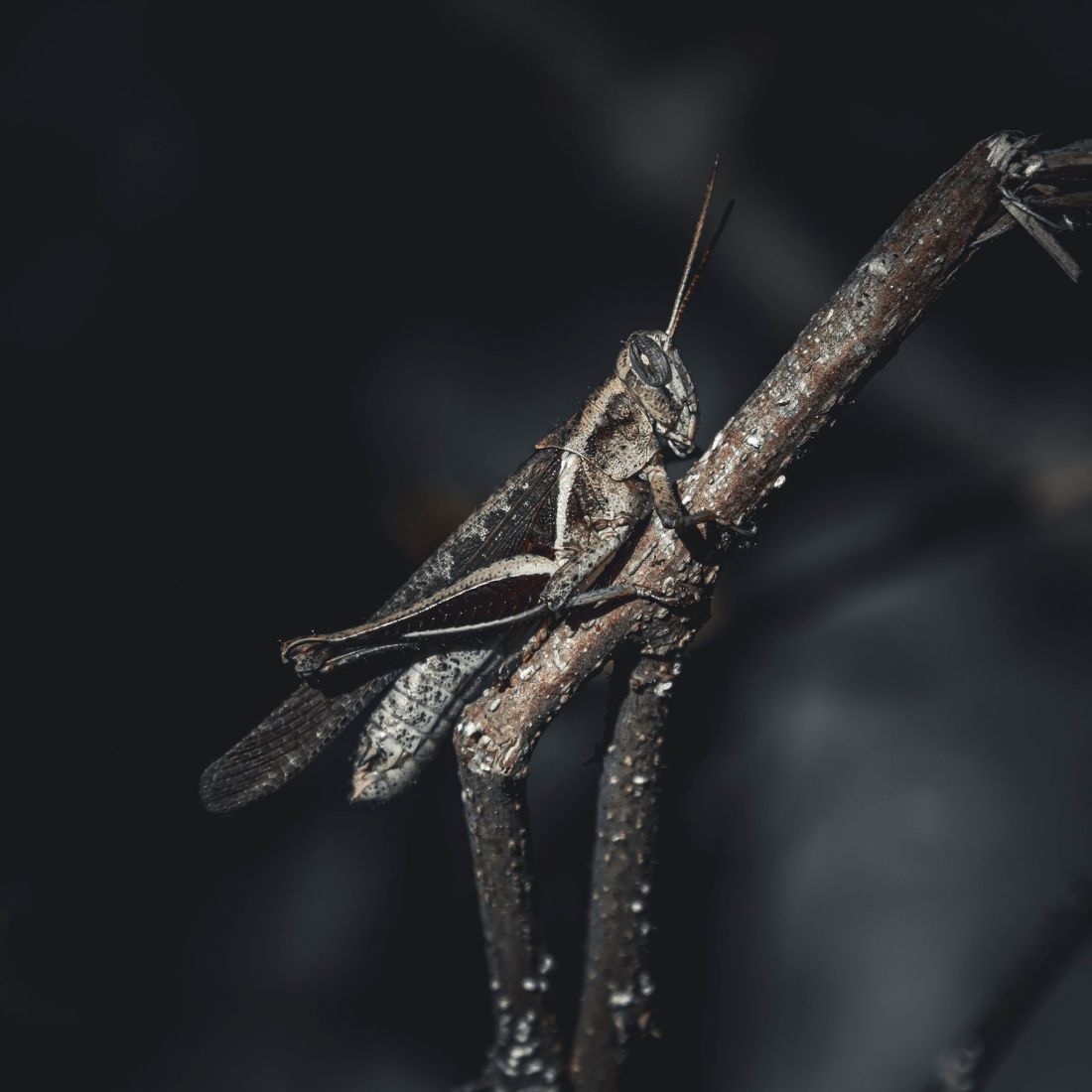 Photo by Fernando Maidana: https://www.pexels.com/photo/grasshopper-on-branch-24551190/
