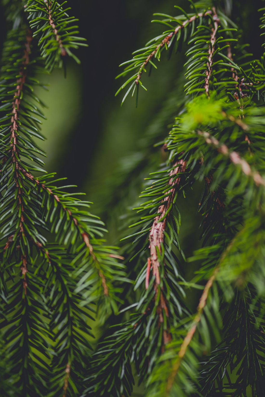 Photo by Laura Chouette: https://www.pexels.com/photo/evergreen-needle-branches-21753053/