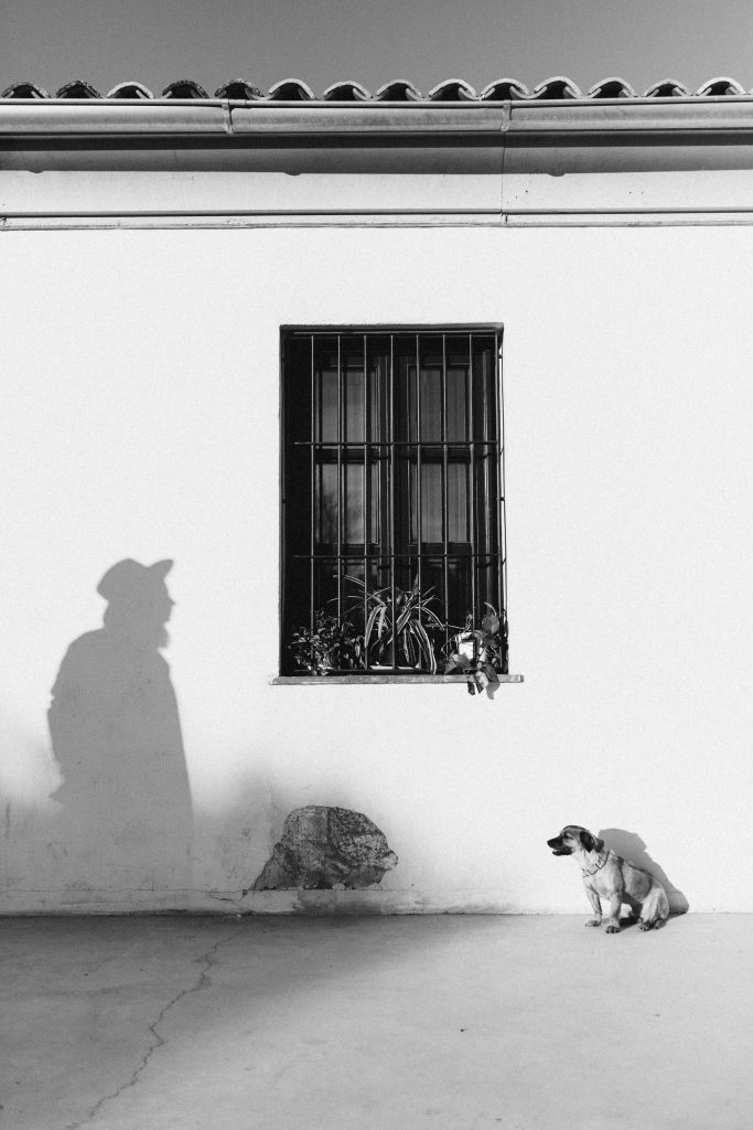 Photo by Nataliya Vaitkevich: https://www.pexels.com/photo/grayscale-photo-of-2-dogs-near-window-4450355/